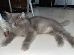 Grey