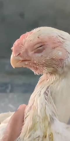 Parrot beak Long tail eggs  lying hen