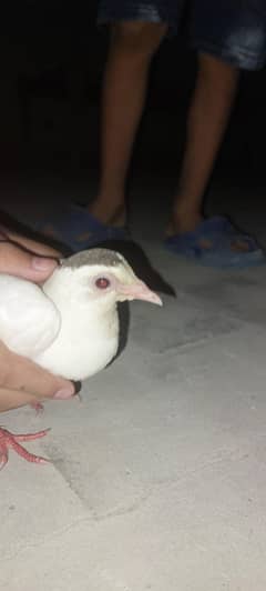 trained white and brown colour peigon for sale bargaining allowed