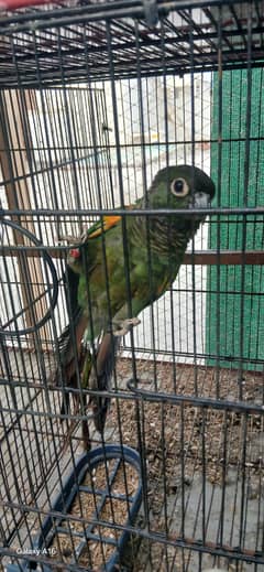 Green Chick Conure Parrot