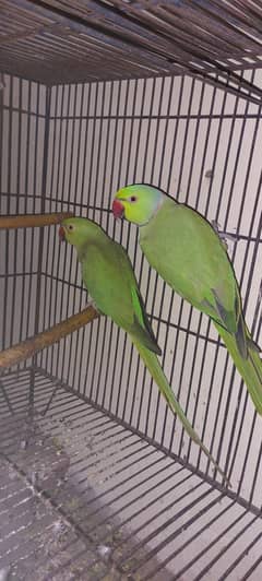 Breeding pair for sale Gujranwala