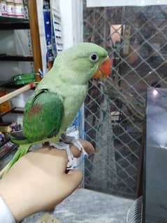 raw parrot