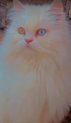 persian