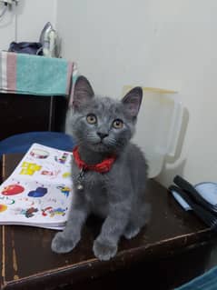 Cute