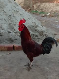 red color desi murga