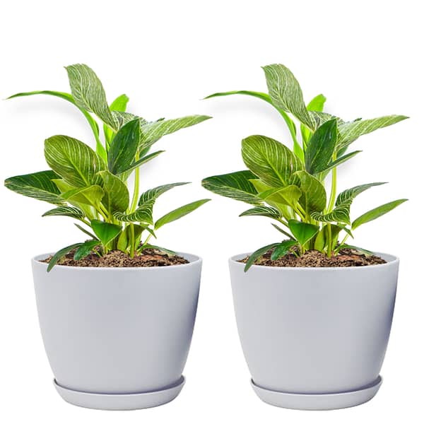 Set of 2 Planter Pots with Drainage Holes (Plants Not Included)