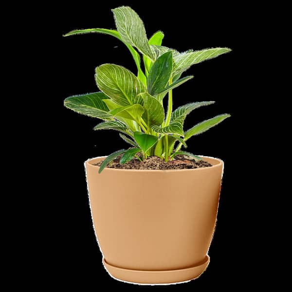 Shop2Home Extra Large Plant Pot – Ideal for Indoor and Outdoor Spaces, Includes Drainage – Available in Different Colors (Pack of 1)