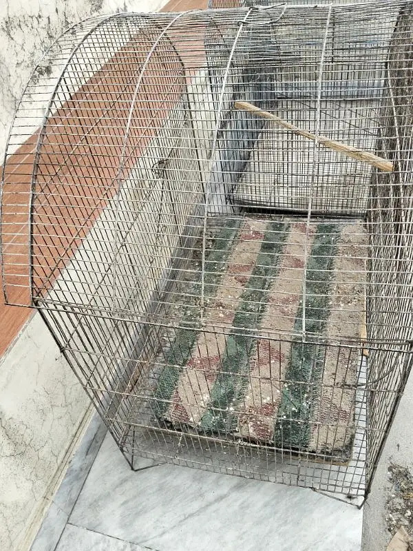 2 cages for birds 30by 30 size — photo 2
