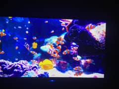 Samsung 40” Smart LED Television