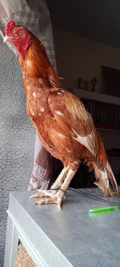 peela