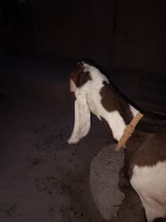 lailpori bakri