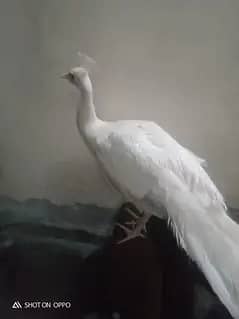 03161437969bridr