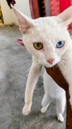 odd eyes cat