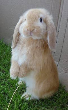 Holland Lop Bunnies for Sale