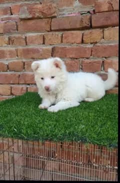 Russian puppy dog age 2 month 0326/75/88/689 WhatsApp no