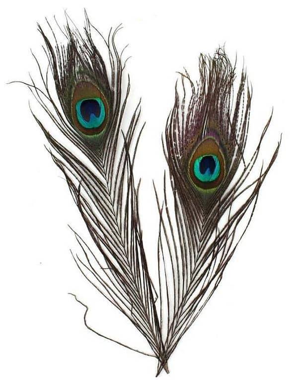 2 pcs Peacock Feather Tail Eye Natural