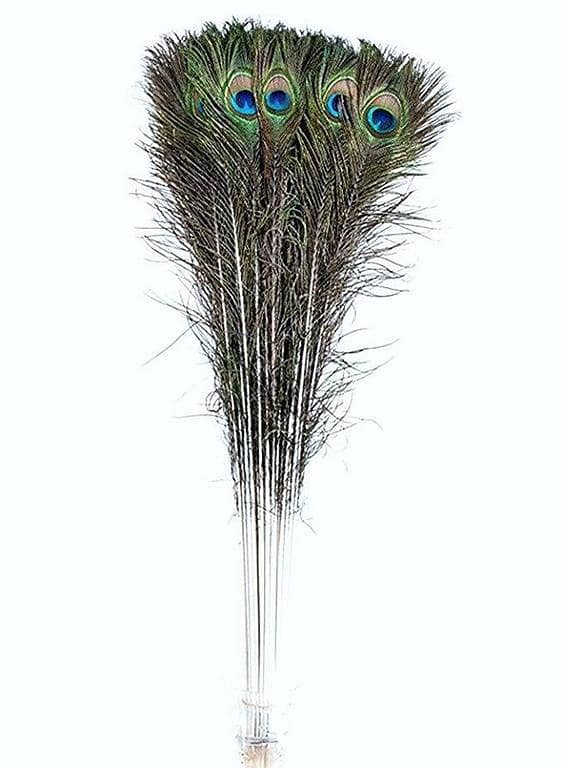 20Pcs Peacock Feather Tail Eye 70Cm-80Cm Height (Natural Original Real)