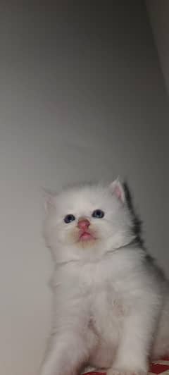 kitten  perian