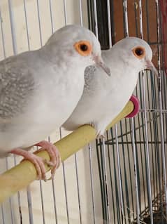 diamond dove very beautiful adult pair