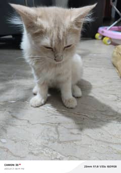 4 months old