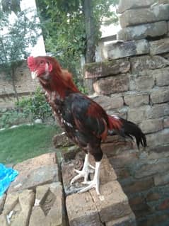 Galwa old blood aseel