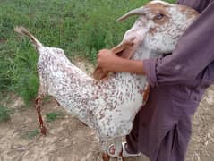 makhi