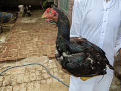 Aseel pathy and Aseel chicks for sale | Aseel murga | Aseel pair