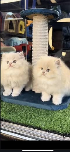 Parsian kittens
