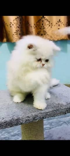 Persian