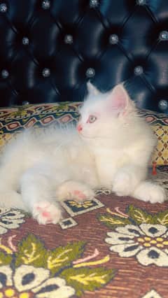 Persian long coated female kitten