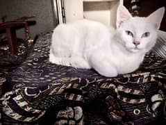 White Persian cat. Single cod available . Blue eyes cat.