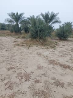 Khajur