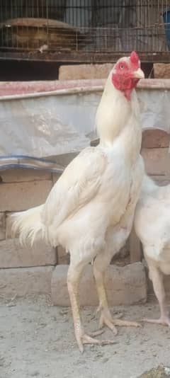 Aseel Beautiful Heera Male Breeder Murga for sale 03089179667