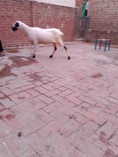 Mundri chatra female ghabban gulabi