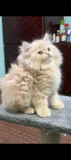 Persian