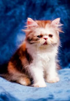 Cute Persian Cat Babies | Piki face | Punch Face Kittens | triple coat