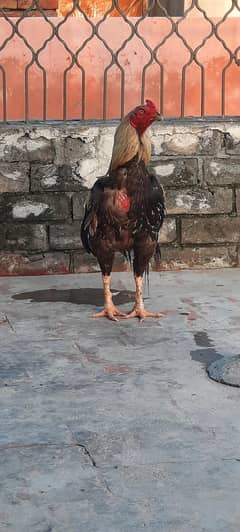 Miawali