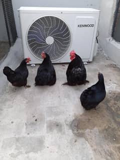 Bentum Hens 1+4