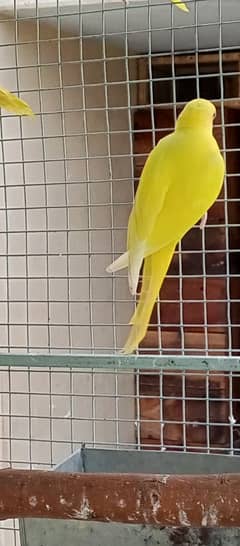 Yellow ringneck 1 years