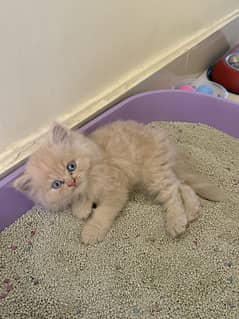 2month old fawn persian male kitten with accessories