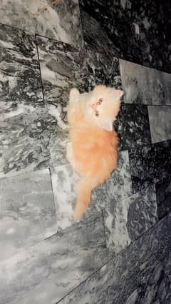 mujy apni cat ka baby sale krna ha