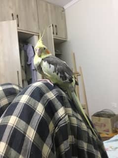 cockatiel male