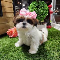 shitzu puppies 03198435459
