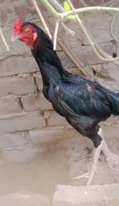 Aseel Thai