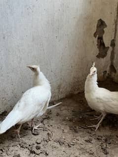 Peacock Pair For Sale