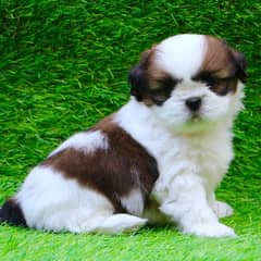shitzu puppies 03198435459