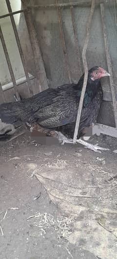 [FREE] Only Exchange Aseel Mianwali Hen.