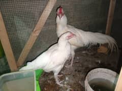 herra