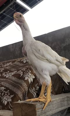 Parrot