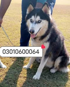 husky03010600064